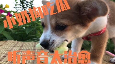 娱乐吃瓜酱送小狗视频在线观看,萌宠来袭，温馨瞬间引网友热议