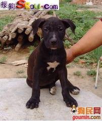 黑豹狗图片,神秘黑影中的忠诚守护者